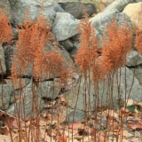 Njega astilbe u jesen na otvorenom polju: prihrana i sklonište za z...